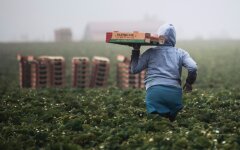 В Украине рухнули цены на клубнику