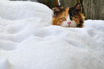 Прогноз погоди в Україні