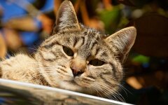 Прогноз погоди в Україні / Фото: pexels.com