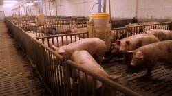 Свиноферма, цены на свинину, рост цен на продукты