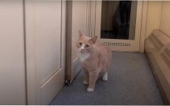 Перевозка животных в поездках, Как перевезти кота в поезде, Укрзализныця