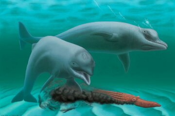 drevnie-delfinyi