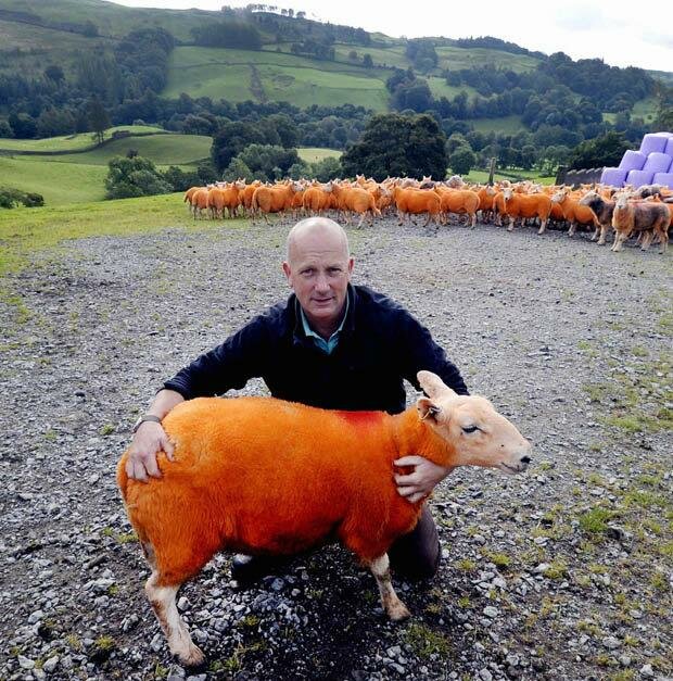 оранжевая овца
