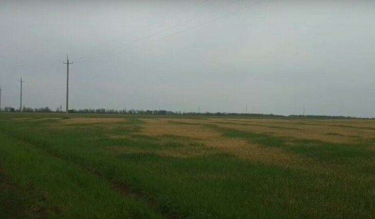 Засуха в Одесской области,гибель урожая в Одесской области,Максим Куцый,засуха в Украине