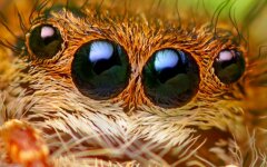 3D-камера на основе зрительного аппарата пауков