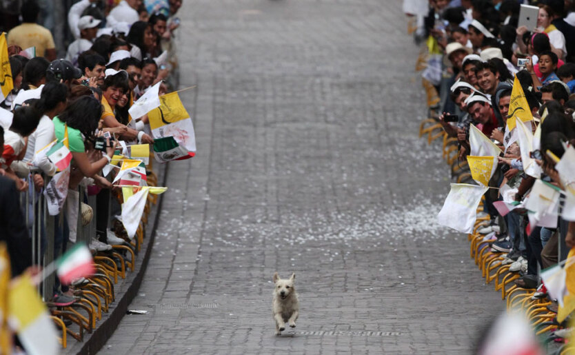 Гуанахуато, Мексика. Собака на дороге, по которой вот-вот проедет Папа Римский Бенедикт XVI. 