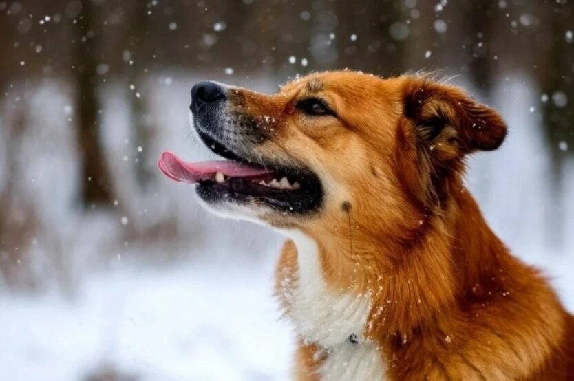 Прогноз погоди в Україні