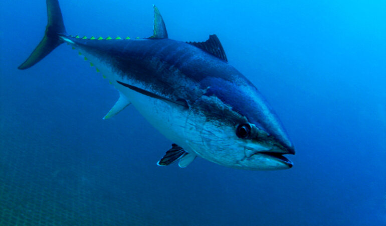 tuna