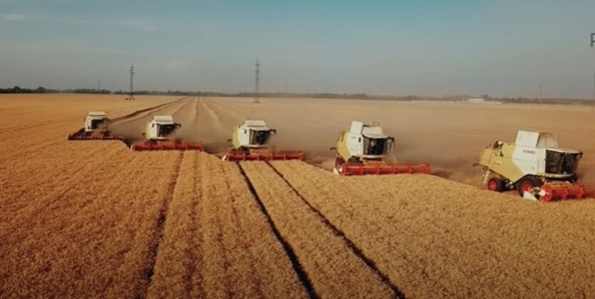 Збирання врожаю, експорт зерна з України