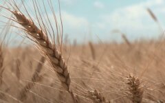 Цены на продукты в Украине