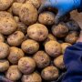 Цены на картофель / Фото: Getty Images