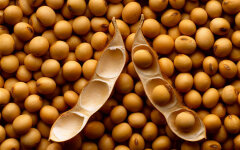 soya
