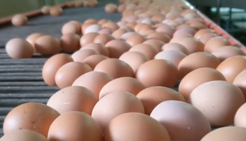 Яйца, цены на яйца, цены на яйца в Украине