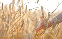 Продовольственная безопасность, Андрей Ермак, война России против Украины