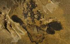 Nanjinganthus dendrostyla