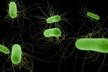 бактерия в кишечнике Lachnospiraceae