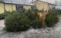 Від 70 гривень: скільки коштуватимуть ялинки у 2023 році
