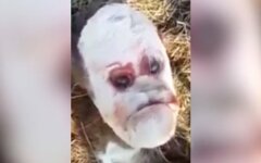 Теленок с человеческим лицом напугал весь мир: видео