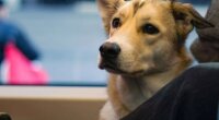 Перевозка собак в метро / Фото: Pexels