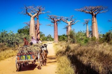 Мадагаскар