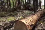 Вырубка леса в Украине, Василий Василитин, Незаконная вырубка леса