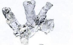 печать органов