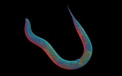 Caenorhabditis elegans