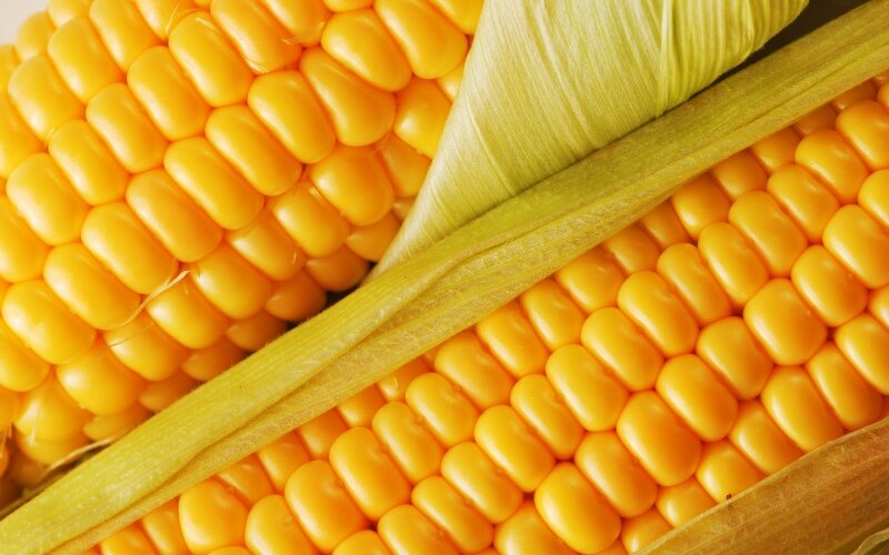 Украинскую кукурузу активно покупают в ЮАР