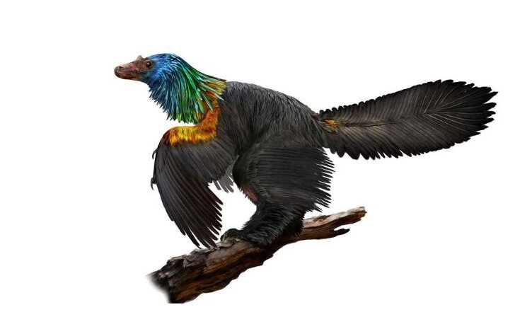 dinozavr-ptitsa