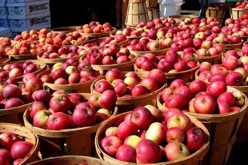 Цены на яблоки в Украине