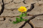 Посуха в Україні / Фото: pixabay