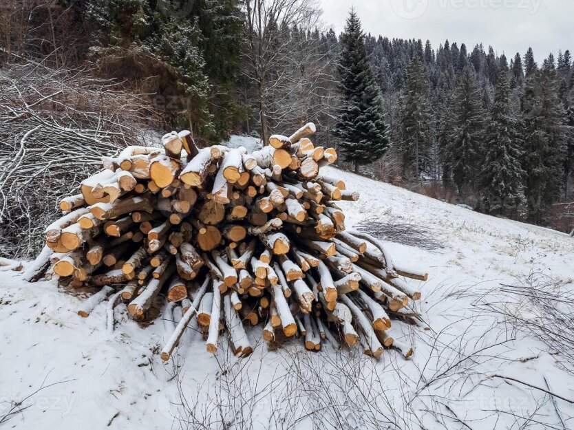 Дрова у лісі