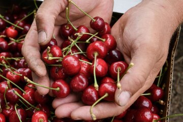 Урожай черешни