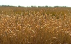 Поле пшеницы, кулеба, шантаж россии, голод, продовольственный кризис, война России против Украины