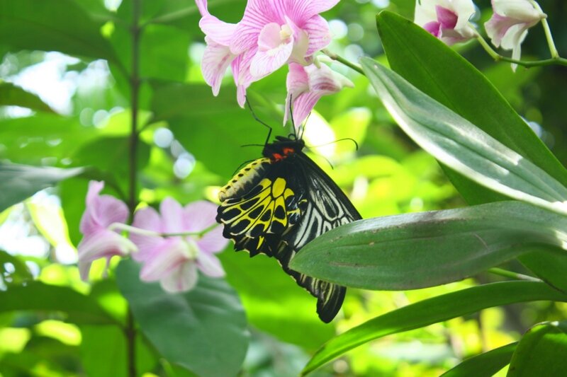 Камбоджа, бабочка больших размеров