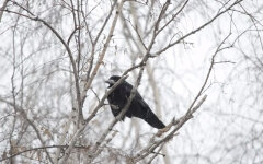 Потепление в январе