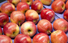 Цены на яблоки