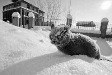 морозы кот зима холод