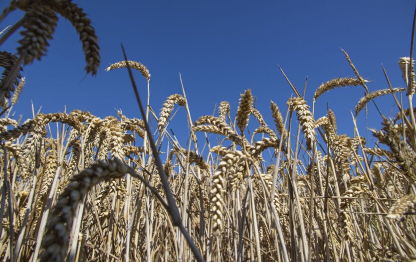 Зерновое соглашение / Фото: Getty Images