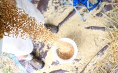 Пшеница, запасы продовольствия, война с рОссией, вторжение россии в Украину, Шурма