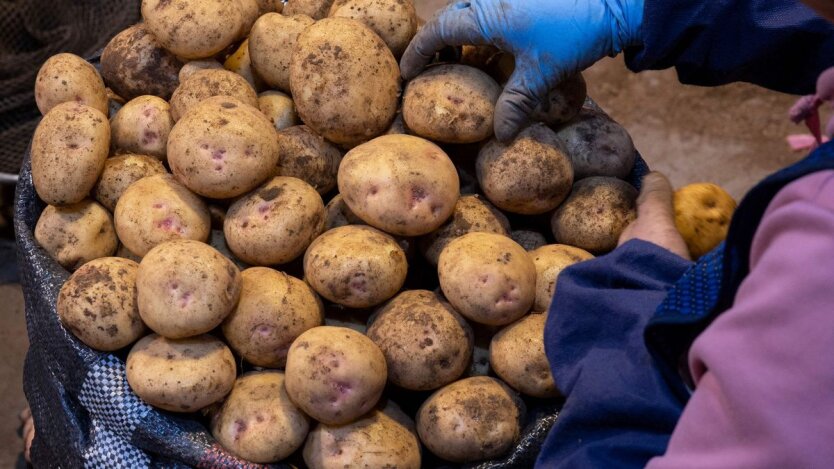 Цены на картофель / Фото: Getty Images