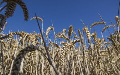 Зернова угода / Фото: Getty Images