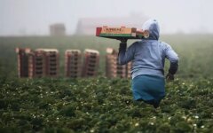 Сезонні роботи у Європі