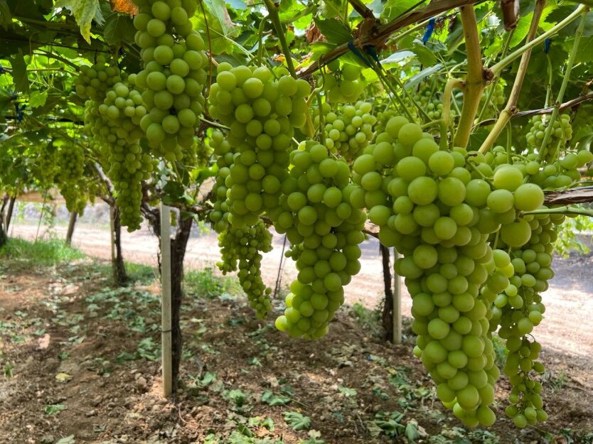Цены на виноград в Украине