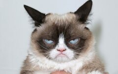 грустный кот