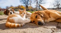 Прогноз погоди в Україні / Фото: Shutterstock/Fotodom
