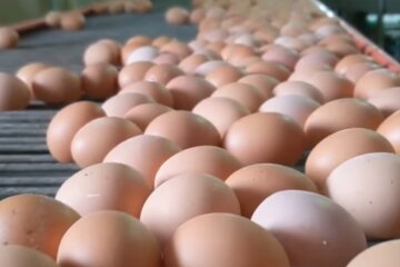 яйця, ціни на яйця, ціни на яйця в Україні, ціни на продукти