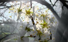 В Украине ожидаются заморозки