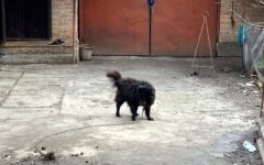 Шарик