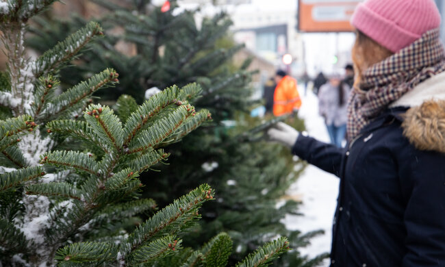 Продажа елок